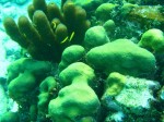 cieloestrellas reef37 (Custom) (Large).jpg